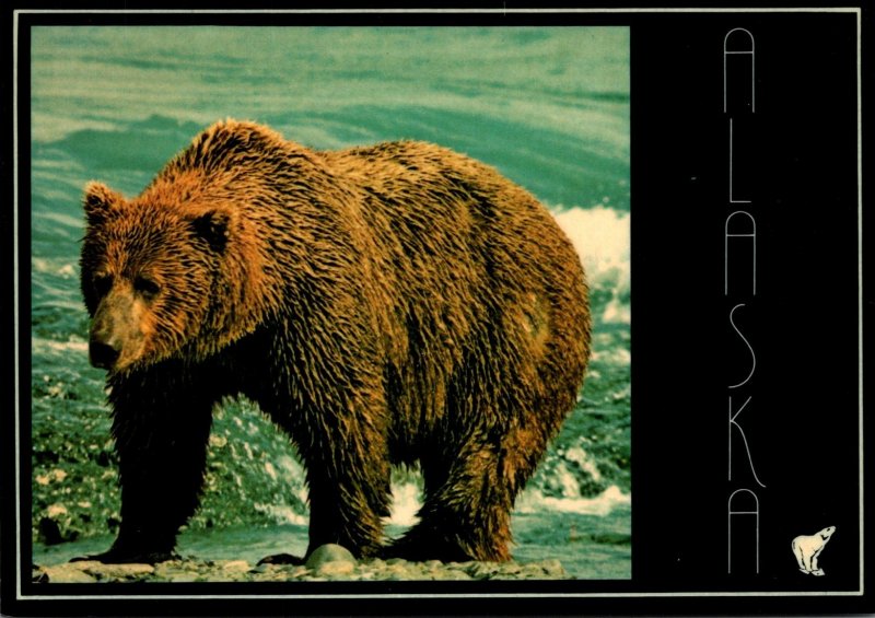 Alaska Alaskan Brown Bear On A Fiishing Expedition