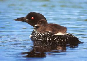 Loon with Chick