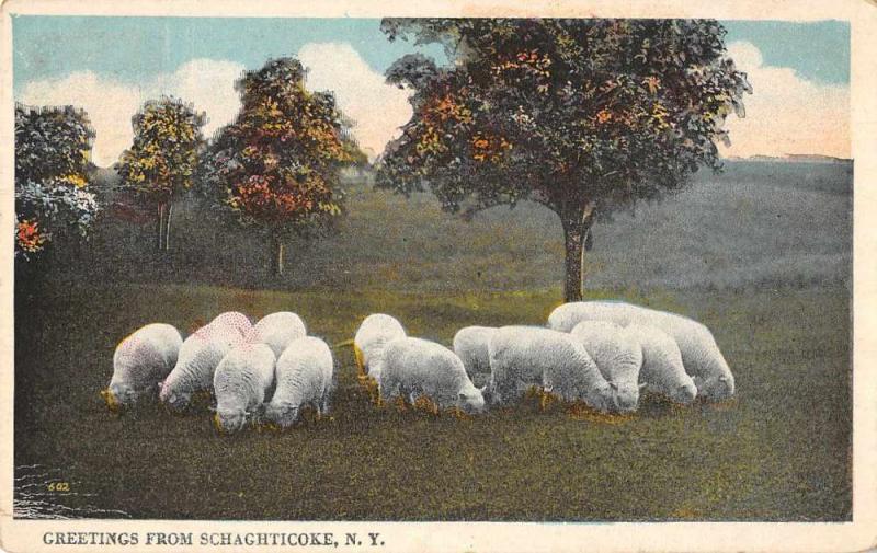 Schaghticoke New York Greetings Sheep Grazing Postcard JC627937