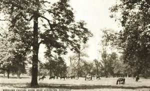 Vintage Postcard 1910's Woodland Pasture Scene near Lexington Kentucky K.Y.