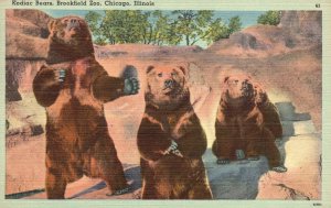 Vintage Postcard 1951 Kodiak Bears Brookfield Zoo Attraction Chicago Illinois IL