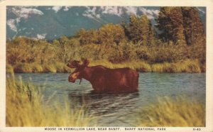 Canada Moose In Vermilion Lake Near Banff National Park Vintage Postcard 07.44