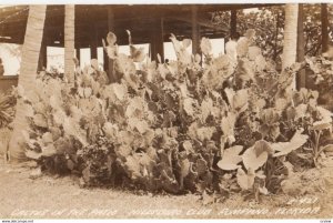 RP: POMPANO , Florida , 1930-40s ; Cactus in the Patio , Hillsboro Club