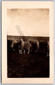 K50/ Interesting RPPC Postcard c1910 Grazing Sheep Billings Montana Farm 380