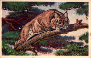 National Wildlife Series  SUBJECT 1 ~ THE BOBCAT  1939 Artist's View Postcard