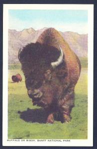 Buffalo Banff National Park Alberta Canada unused c1940's