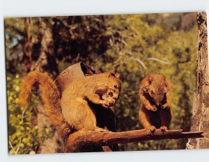 Postcard Rocky Mountain Squirrels having lunch Rocky Mountains