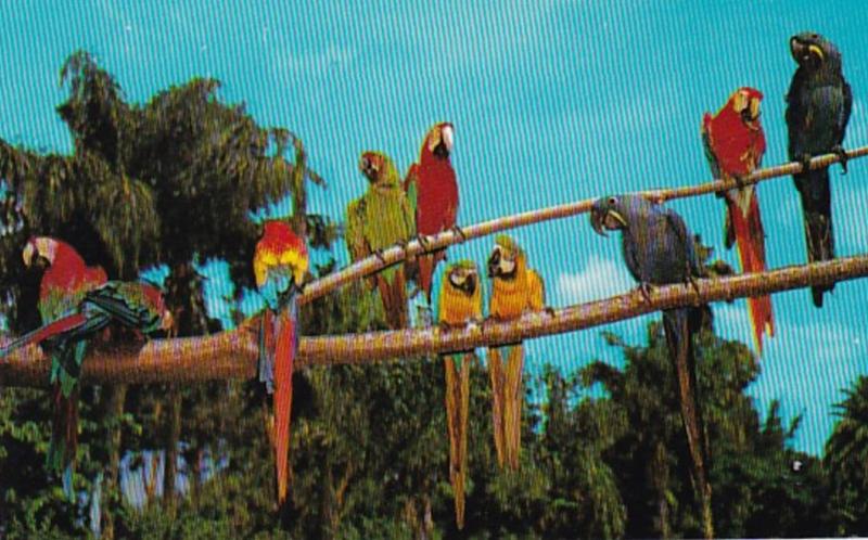 Florida Sarasota Jungle Gardens Colorful Macaws