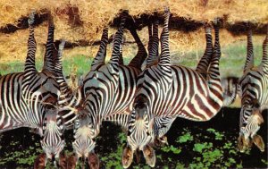 Grant Zebras Catskill Game Farm, NY, USA Zebra Unused 