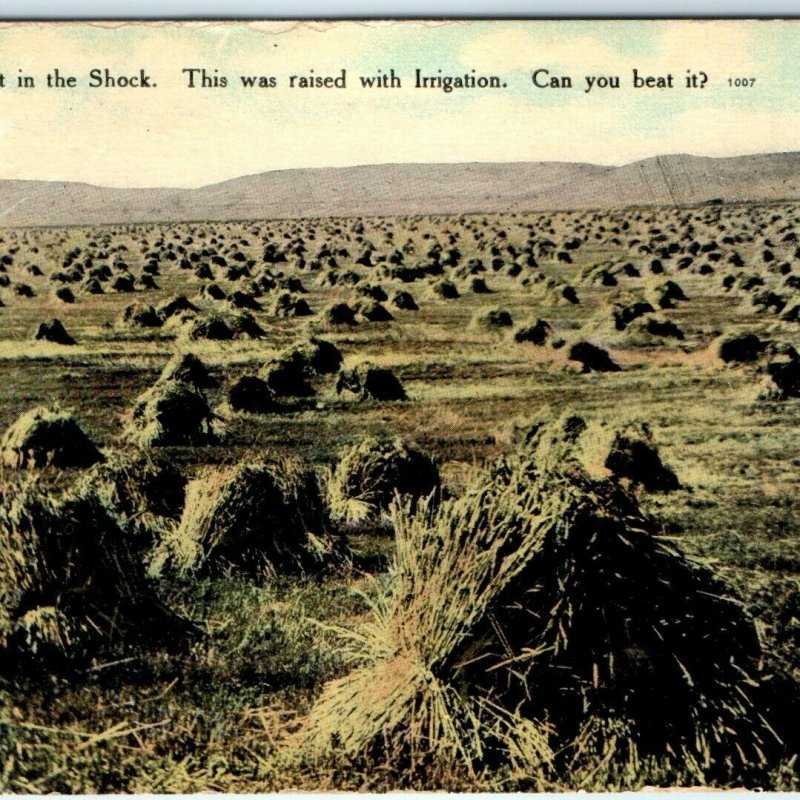 c1910s Montana Wheat Shock Postcard Harvest Piles Irrigation Chinook MT A39