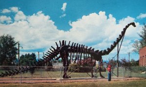 Dinosaur Diplodocus Cement Replica Utah Natural History Vernal UT Postcard