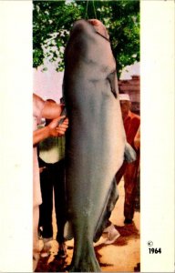 Osceola, MO Missouri WORLD RECORD BLUE CATFISH By Azel Goans~Lowry City Postcard