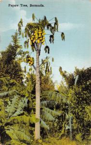 BERMUDA PAPAW TREE~YANKEE STORE #59 POSTCARD