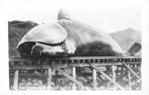 H59/ Kodiak Island Alaska RPPC Postcard c1940s Wright Whale Dead