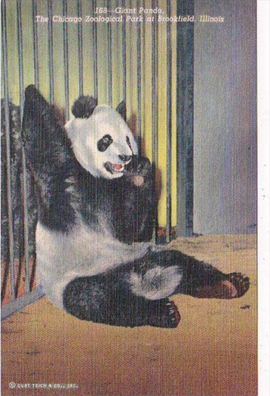 Illinois Chicago Zoological Park At Brookfield Giant Panda Bear 1954 Curteich