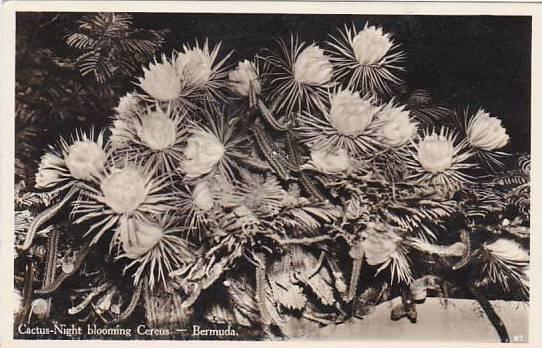 Bermuda Cactus Night Bloomig Cereus