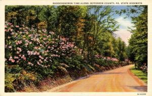 PA - Jefferson County. Rhododendrons