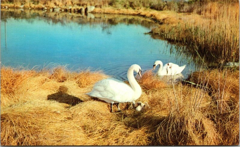 Swans Southern New England Salt Marsh Pond VTG Postcard UNP Unused Vintage 