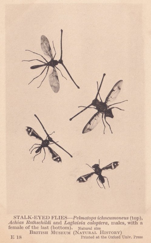 Stalk Eyed Flies Insects Achias Rothschildi Natural History Museum Old Postcard