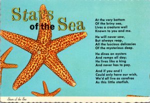Sea Stars Of The Sea