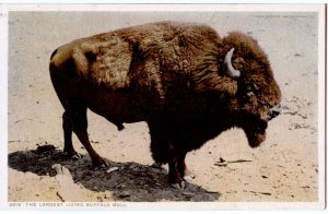 YELLOWSTONE, DETROIT PUBLISHING, 8818, LARGEST LIVING BUFFALO BULL