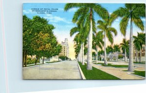 M-25465 Avenue Of Royal Palms Or President's Avenue Havana Cuba