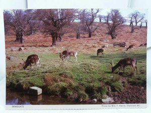 Vintage Postcard Wild Deer at Bradgate Park Little Matlock Photo by Mrs F Harris 