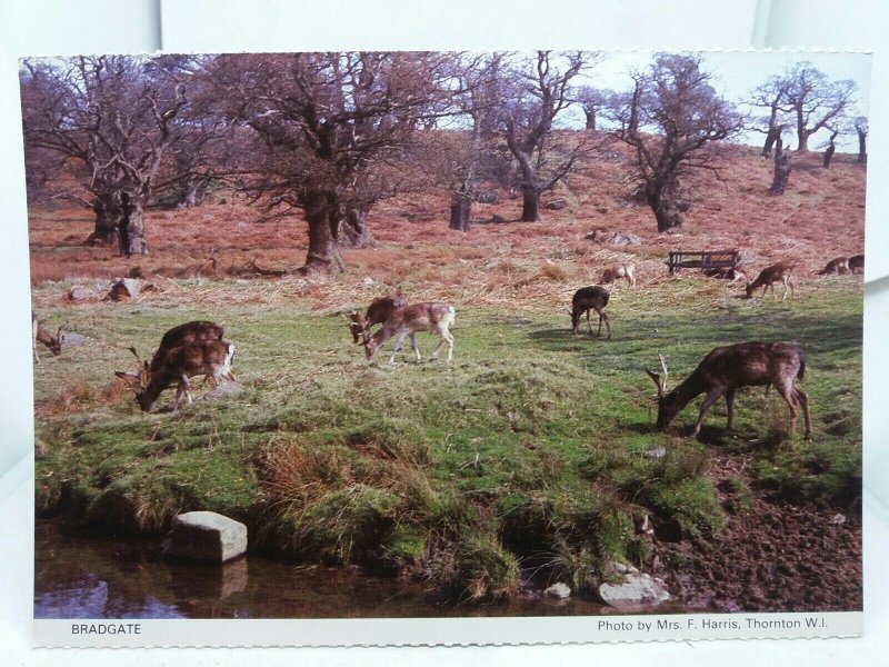 Vintage Postcard Wild Deer at Bradgate Park Little Matlock Photo by Mrs F Harris