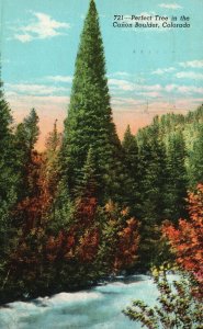 Vintage Postcard 1947 Perfect Tree Pines & Spruces Canon Boulder Colorado CO