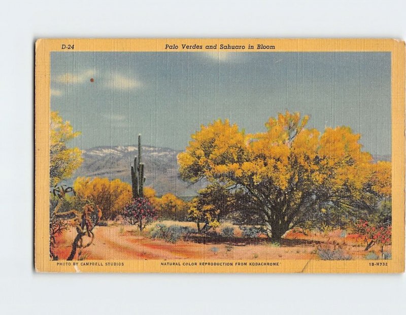 Postcard Palo Verdes and Sahuaro in Bloom, Arizona