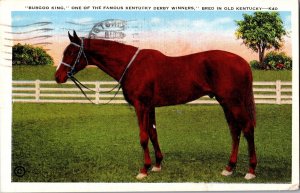 Burgoo King, Preakness and Kentucky Derby Winner 1932 Vintage Postcard J52