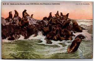 Postcard CA San Francisco - Seals on the Rocks near Cliff House