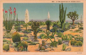 Varieties of Desert Cacti c.1930's Postcard 2T5-586