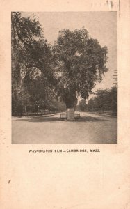 Vintage Postcard 1918 Legend Washington Elm Tree Cambridge Massachusetts MA