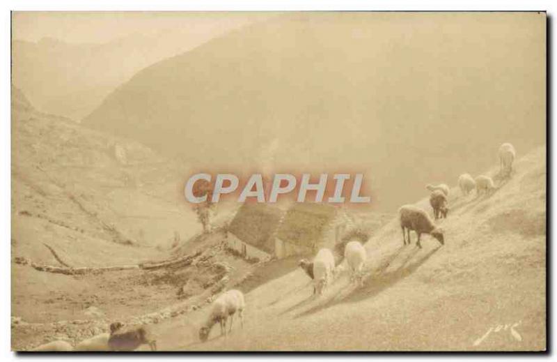 CPA Gavarnie Paturages dans la Montagne Moutons