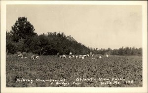 Wells Maine ME Atlantic View Farm Strawberry Picking Real Photo Vintage Postcard