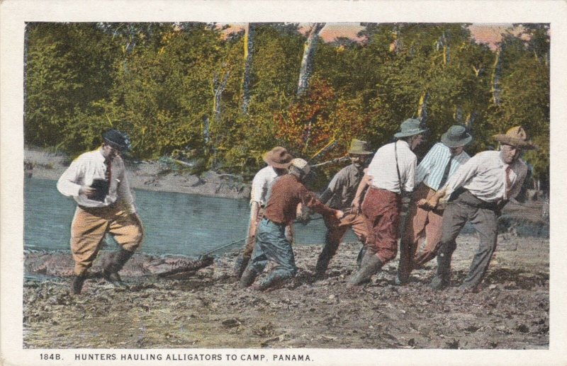 Panama Hunters Hauling Alligators To Camp sk1544a