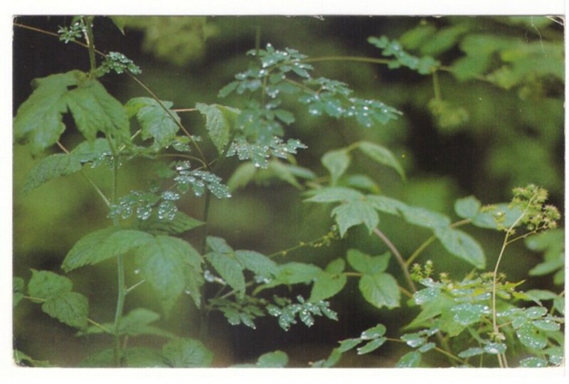 Plant Closeup, Dew Droplets, Raindrops, Quebec Canada, Vintage Chrome Postcard