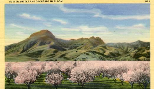 CA - Sutter Buttes, Orchards in Bloom