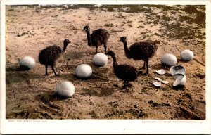 Vtg Ostriches Baby Chicks Hatched from Eggs 1900 Detroit Publishing Postcard