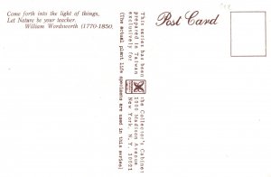 Vintage Postcard Pteridium Strong Man-Fern Plant Variety Taiwan China