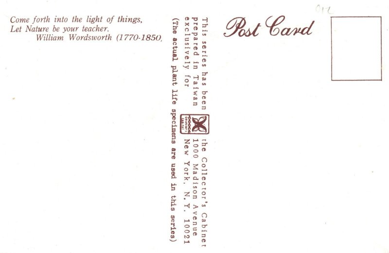 Vintage Postcard Pteridium Strong Man-Fern Plant Variety Taiwan China