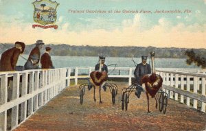 TRAINED OSTRICHES OSTRICH FARM JACKSONVILLE FLORIDA POSTCARD (c. 1910)