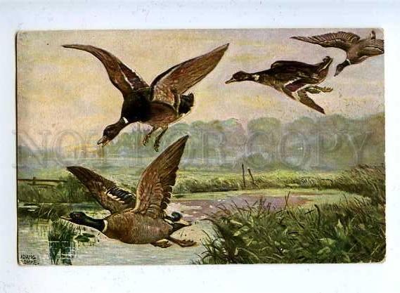 182878 Bird hunting ducks by Fromme Vintage TSN postcard