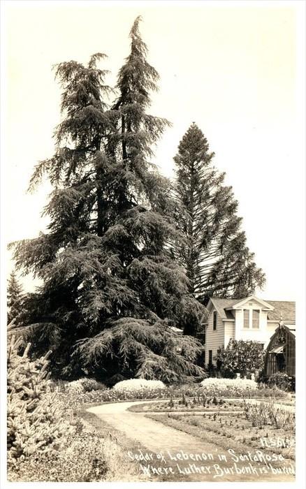 18317 CA Santa Rosa    Cedar of Lebanon, Luther Burbank Buried   RPC