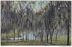 Oak Grove, Phoenix Park, Jacksonville, Florida, 00-10s