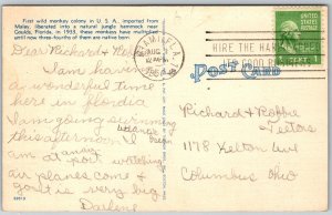 Miami Florida 1950 Postcard Monkey Jungle Wild Monkeys