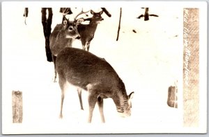 Wild Life In Maryland, Group of Roe Deer, RPPC Real Photo, Vintage Postcard
