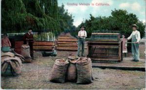 CALIFORNIA    Farmers  GRADING  WALNUTS  c1910s   Postcard