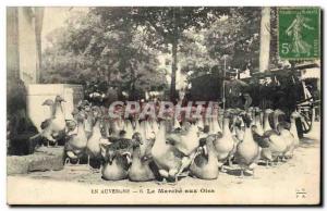 Old Postcard Folklore Auvergne The march geese